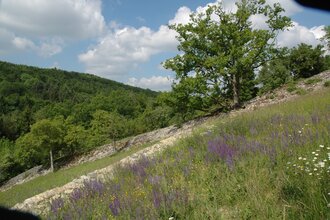 Naturschutzgebiet Essigberg/Hörnle | Roigheim | HeilbronnerLand | © Touristikgemeinschaft HeilbronnerLand e.V.