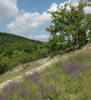 Naturschutzgebiet Essigberg/Hörnle | Roigheim | HeilbronnerLand | © Touristikgemeinschaft HeilbronnerLand e.V.