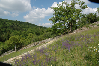 Naturschutzgebiet Essigberg/Hörnle | Roigheim | HeilbronnerLand | © Touristikgemeinschaft HeilbronnerLand e.V.