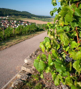KN1 – Wander3Klang – Knittlingen – Freudenstein und Hohenklingen (große Runde) | © Stadt Knittlingen