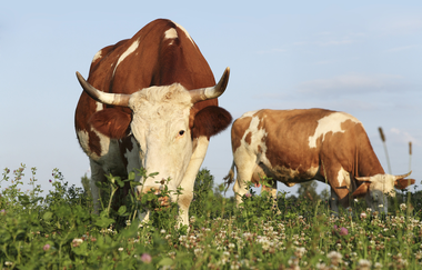 Dorfkäserei Geifertshofen | © Hohenlohe Schwäbisch Hall