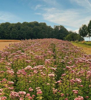Blumenfeld bei Raboldshausen am Kochersteig | © Hohenlohe Schwäbisch Hall