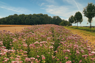 Blumenfeld bei Raboldshausen am Kochersteig | © Hohenlohe Schwäbisch Hall