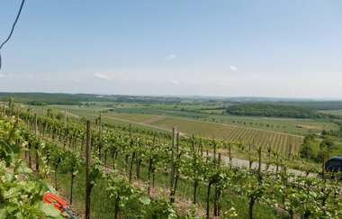 Königs-Rundwanderweg | © Stadt Sachsenheim