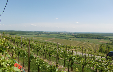 Königs-Rundwanderweg | © Stadt Sachsenheim