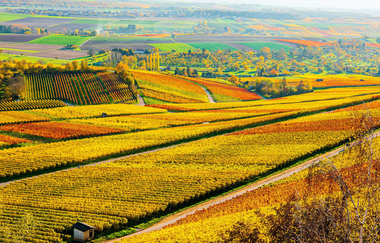 Die Hänge des Heuchelbergs in Herbstfarben | © Touristikgemeinschaft HeilbronnerLand e.V.
