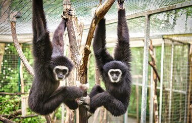 Tierpark Leintalzoo | Schwaigern | HeilbronnerLand | © Leintalzoo