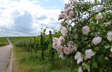 Kraichgau-Stromberg: Fachwerkdorf-Tour