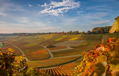 Aussicht auf die Weinberge bei Brackenheim | © Touristikgemeinschaft HeilbronnerLand e.V.