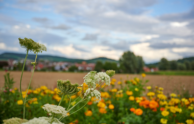 Kraichgau-Stromberg: Waldenser-Tour | © Land der 1000 Hügel - Kraichgau-Stromberg