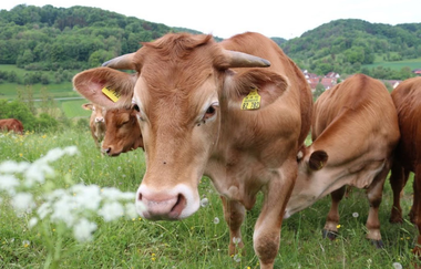 Limpurger Rinder, Jagsttal bei Mulfingen | © Touristikgemeinschaft Hohenlohe e. V.  | Juergen Koch