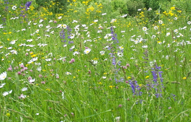 Blühende Wiesen im Mai zur Jagsttal Wiesen Wanderung | © Touristikgemeinschaft Hohenlohe e. V. |  Herrenhaus Buchenbach, Mulfingen