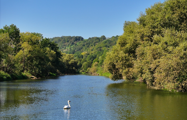 Ein Schwan genießt die Ruhe in der Jagst | © Touristigemeinschaft Hohenlohe e. V. | Andi Schmid