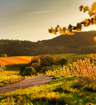 Lehrensteinsfeld Weinberge | HeilbronnerLand | © Gemeinde Lehrensteinsfeld | Berroth