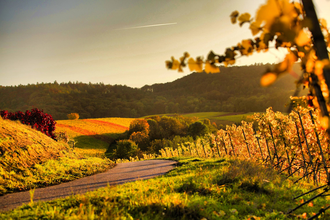 Lehrensteinsfeld Weinberge | HeilbronnerLand | © Gemeinde Lehrensteinsfeld | Berroth