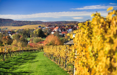Lehrensteinsfeld Weinberge | HeilbronnerLand | © Gemeinde Lehrensteinsfeld | Berroth