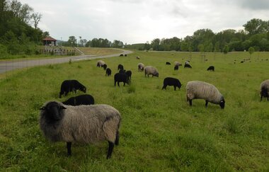 Leimbachroute - Vom Kraichgau zum Rhein | © Landratsamt Rhein-Neckar-Kreis