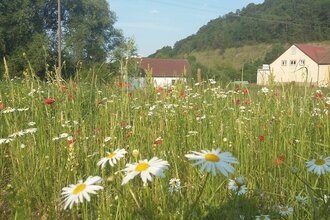 Liebliches Taubertal - Der Sportive 3. Etappe | © Liebliches Taubertal