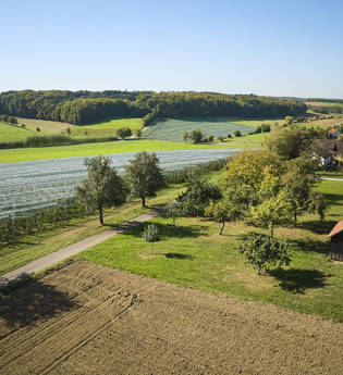 Obst- und Spalierobst rund um Zweiflingen | © Touristikgemeinschaft Hohenlohe e.V. | Andi Schmid