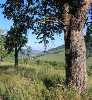 Weg mit grünen Seitenstreifen | © Stadt Pfedelbach