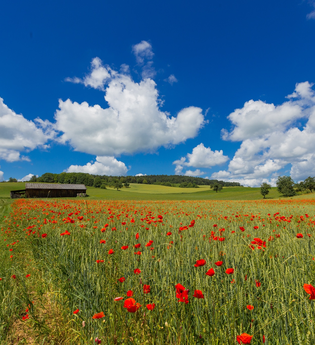 LT 10 Distelhäuser Bierwanderweg | © Liebliches Taubertal