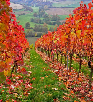 LT 18 Rund um den Tauberberg | © Unknown