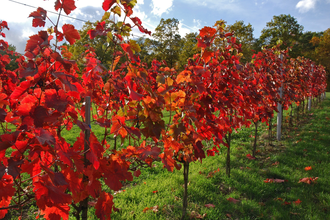 LT 22 - Edelobst und Wein | © Liebliches Taubertal