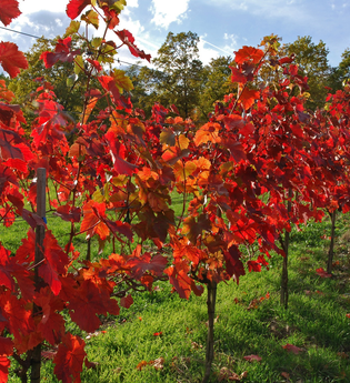 LT 22 - Edelobst und Wein | © Liebliches Taubertal