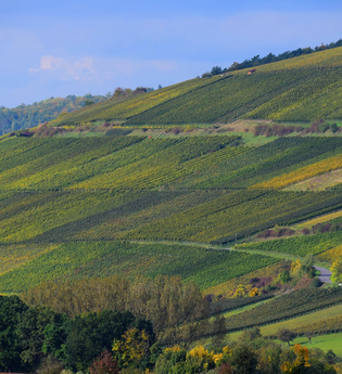 LT 22 - Edelobst und Wein | © Liebliches Taubertal