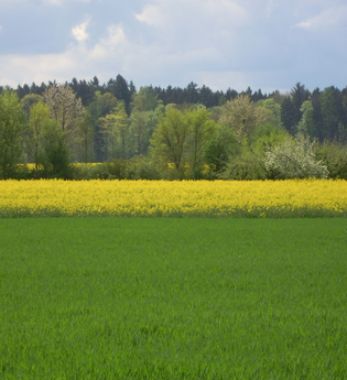 LT 5 Ins Erfatal | © Liebliches Taubertal