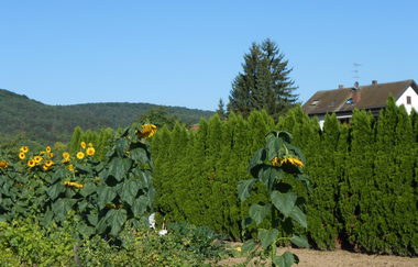 LT 7 Muschelkalk und Orchideen | © Liebliches Taubertal