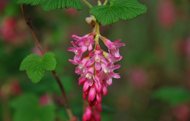 LT 7 Muschelkalk und Orchideen | © Liebliches Taubertal