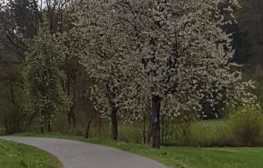 M8 Rundwanderung Möckmühl | © Touristikgemeinschaft HeilbronnerLand e.V.