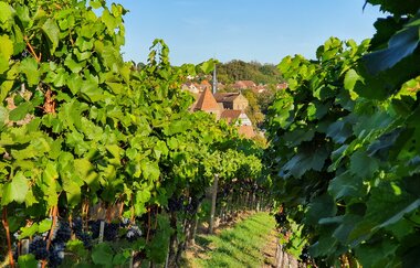 Weinreben im Closterweinberg Maulbronn im Hintergrund das Kloster