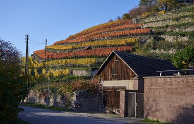 Blick in die bunten Weinberge
