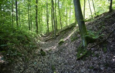 Eppinger Linien - Wallgraben im Wald | Eppingen | Naturpark Stromberg-Heuchelberg | HeilbronnerLand