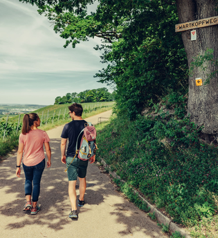 Württembergischer Weinwandweg oberhalb Burg Hohenbeilstein | HeilbronnerLand | © Touristikgemeinschaft HeilbronnerLand