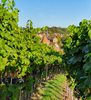 MB6 - Klosterweinweg - Rundwanderweg um das Kloster | © Stadt Maulbronn