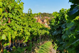 Weinreben im Closterweinberg Maulbronn im Hintergrund das Kloster | © Stadt Maulbronn