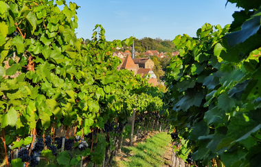 MB7 - Zisterzienserweg - Rundwanderweg um das Kloster | © Stadt Maulbronn