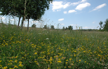 Naturdenkmal Waldheide Heilbronn | HeilbronnerLand | © Touristikgemeinschaft HeilbronnerLand