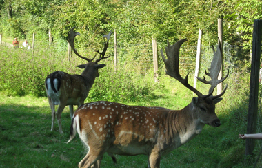 Hirsche im Fünfmühlental | HeilbronnerLand | © Touristikgemeinschaft HeilbronnerLand e.V.