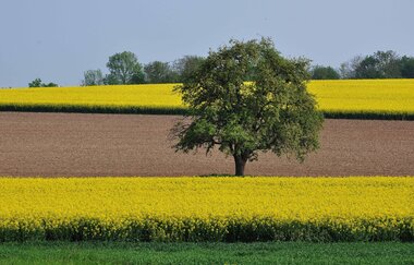 Natur-Erlebnis-Pfad auf dem Kraichradweg | © Land der 1000 Hügel - Kraichgau-Stromberg