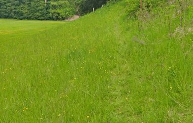 Der NaturaTrail verläuft über eine grüne Wiese. | © Touristikgemeinschaft Hohenlohe e. V. | Naturfreunde Öhringen-Hohenlohe e. V.