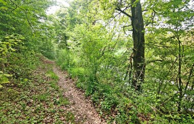 Der schmale Naturweg führt durch einen grünen Auenwald | © Touristikgemeinschaft Hohenlohe e. V. | Naturfreunde Öhringen-Hohenlohe e. V.