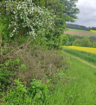 Der Weg ist gut markiert und führt im Frühling entlang blühener Rapsfelder | © Touristikgemeinschaft Hohenlohe e. V. | | Naturfreunde Öhringen-Hohenlohe e. V.