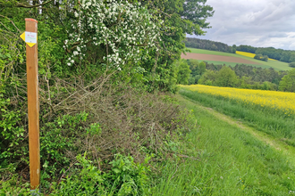 Der Weg ist gut markiert und führt im Frühling entlang blühener Rapsfelder | © Touristikgemeinschaft Hohenlohe e. V. | | Naturfreunde Öhringen-Hohenlohe e. V.