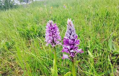 Blühende wilde Orchideen auf einer Wiese | © Touristikgemeinschaft Hohenlohe e. V. | Naturfreunde Öhringen-Hohenlohe e. V.