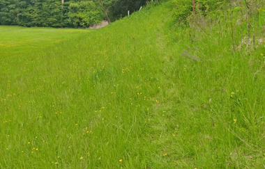 Der NaturaTrail verläuft über eine grüne Wiese. | © Touristikgemeinschaft Hohenlohe e. V. | Naturfreunde Öhringen-Hohenlohe e. V.