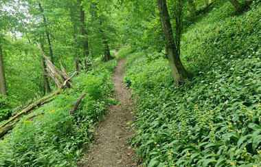 Blühender Bärlauch im Frühjahr begleitet den Wanderer | © Touristikgemeinschaft Hohenlohe e. V. | Naturfreunde Öhringen-Hohenlohe e. V.